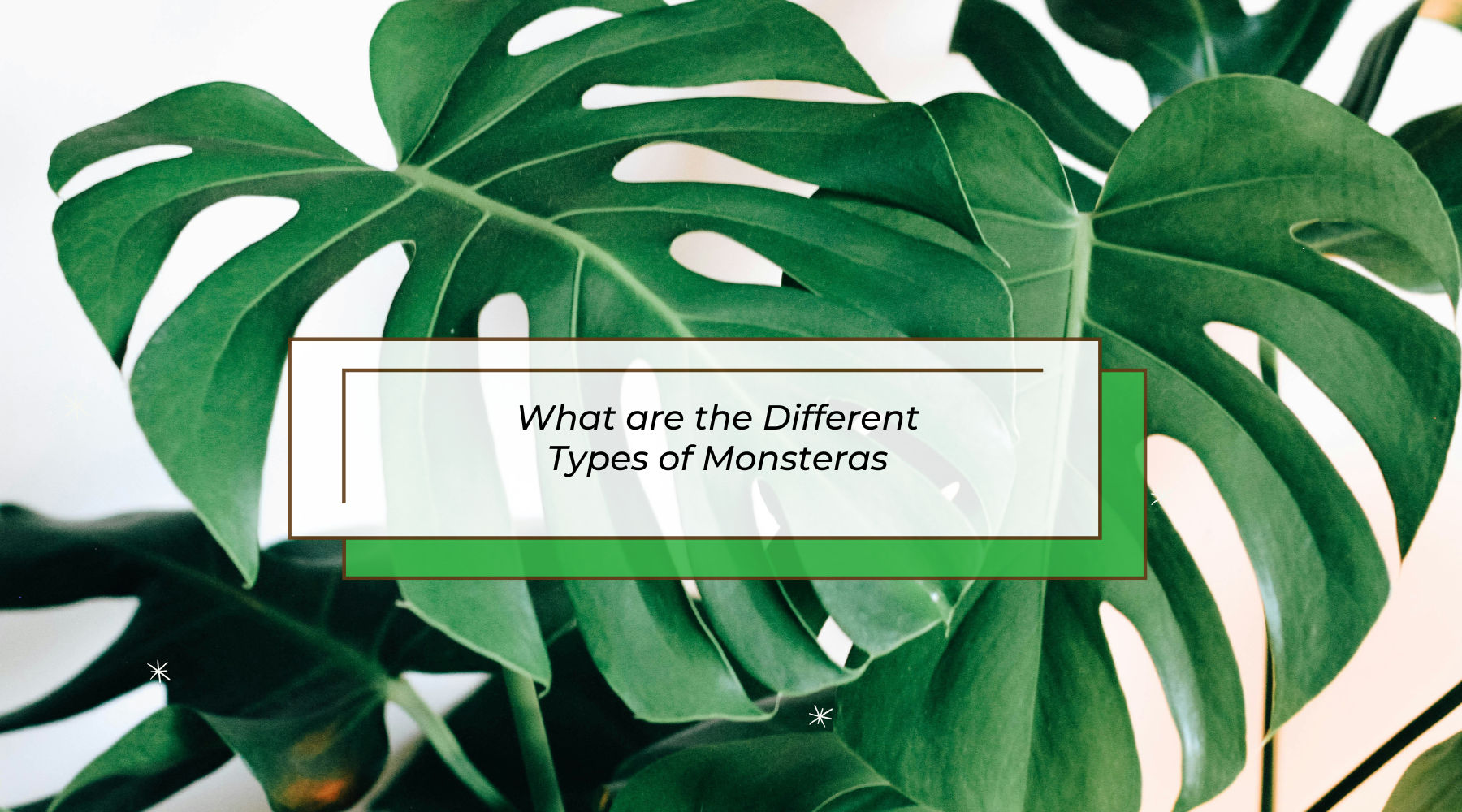 What Are the Different Types of Monstera: A Comprehensive Guide