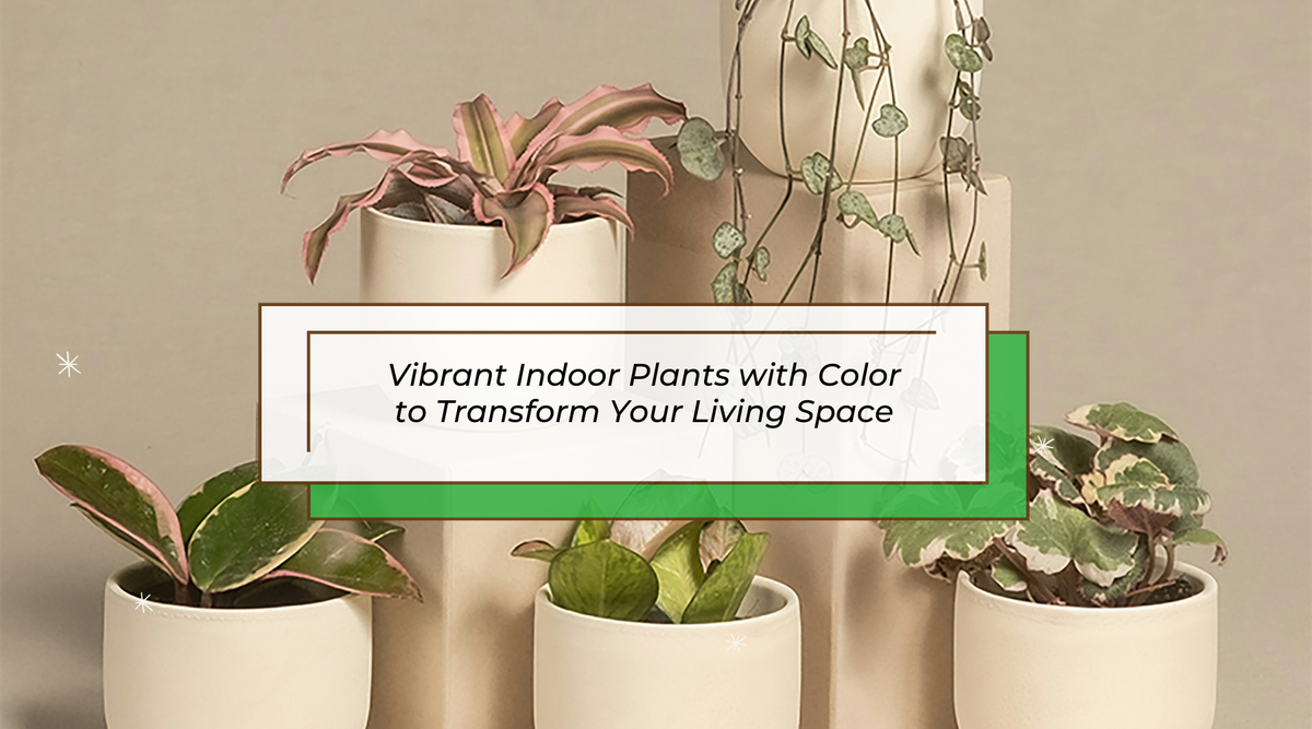 Vibrant Indoor Plants with Color to Transform Your Living Space
