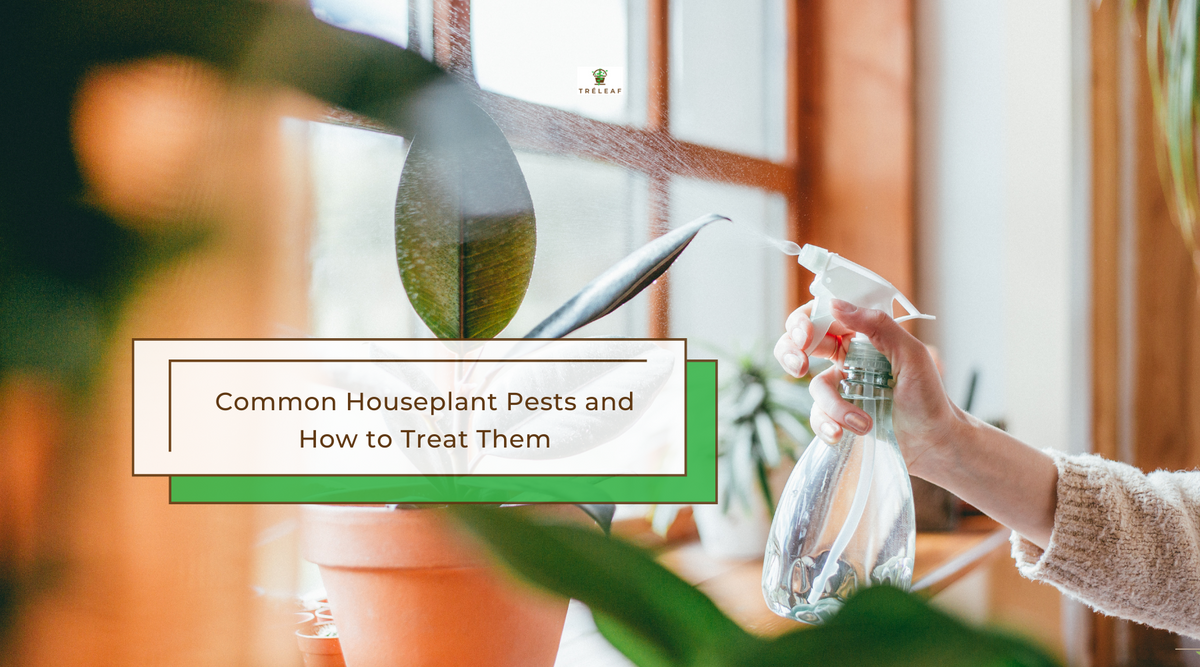 common houseplant pests and how to treat them