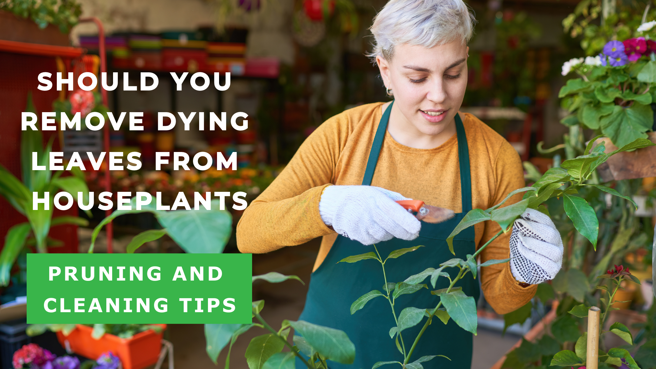 How to Cut Dead Leaves Off Plants — Plant Pruning Tips