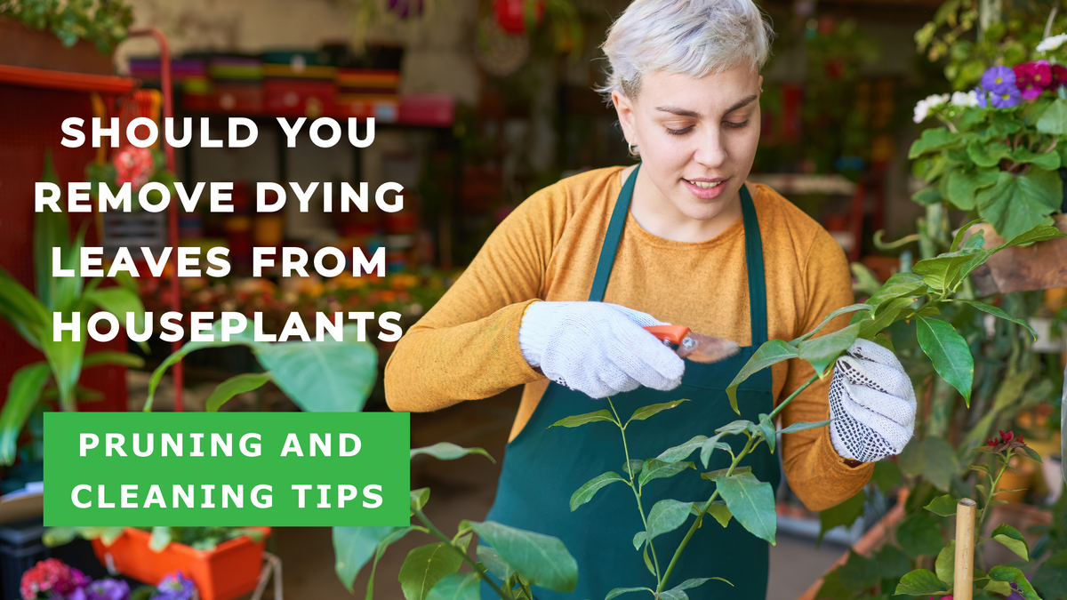 Should you remove dying leaves from Houseplants: Sime Step to Pruning and Cleaning your Indoor Pants