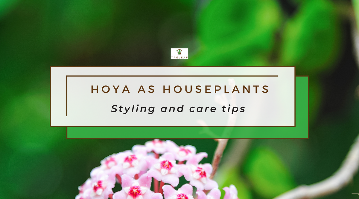 Hoya As Houseplants Styling and Care Tips