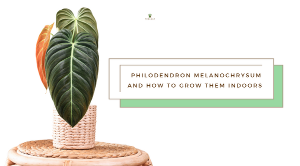 Philodendron Melanochrysum: How to grow them indoors