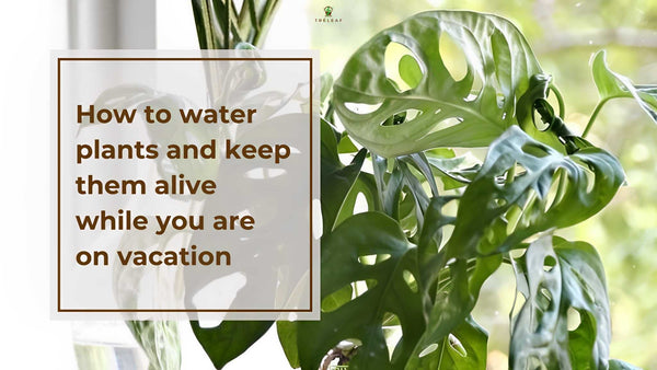 How to water plants and keep them alive while you are on vacation