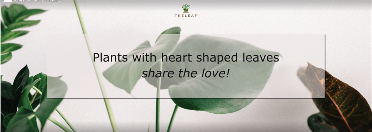 Heart Shaped Leaf Plant: Share the Love with Plants Having Heart Shaped Leaves