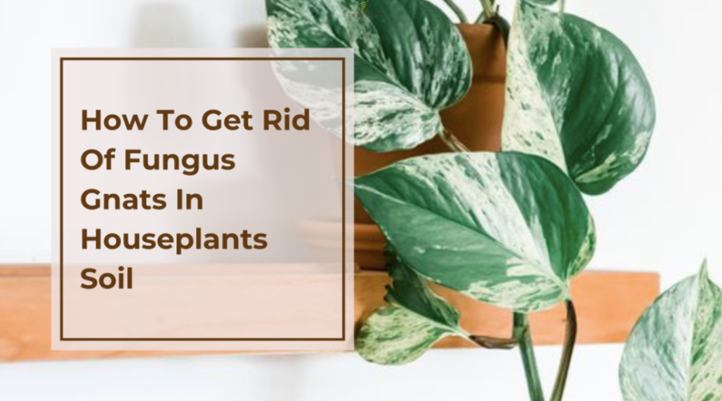 How to Deal with Fungus Gnats on Houseplants