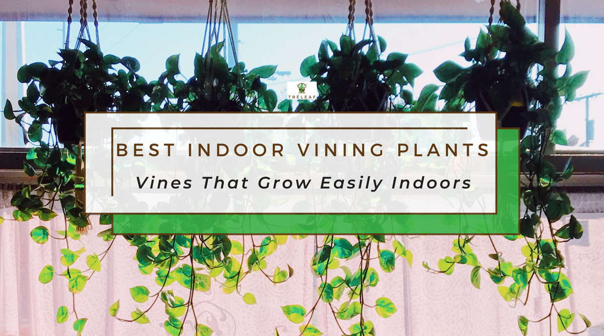 best vining houseplants low maintenance vines