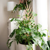 BARE Palmella wooden customisable plant trellis inspired by a palm leaf supporting a climbing Monstera adansonii (Swiss cheese plant) in a white pot, with additional potted plants and a lamp in the background