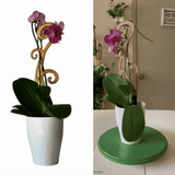 BARE Flora wooden plant support supporting an orchid plant