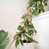 Cactrella wooden plant trellis inspired by a barrel cactus supporting a variegated Hoya carnosa plant in a white ridged ceramic pot, with a fiddle leaf fig leaf visible in the foreground
