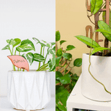 styling of wooden plant tags in plant pot