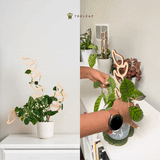 Kora™ - Extendable Wooden Support for Climbing Houseplants