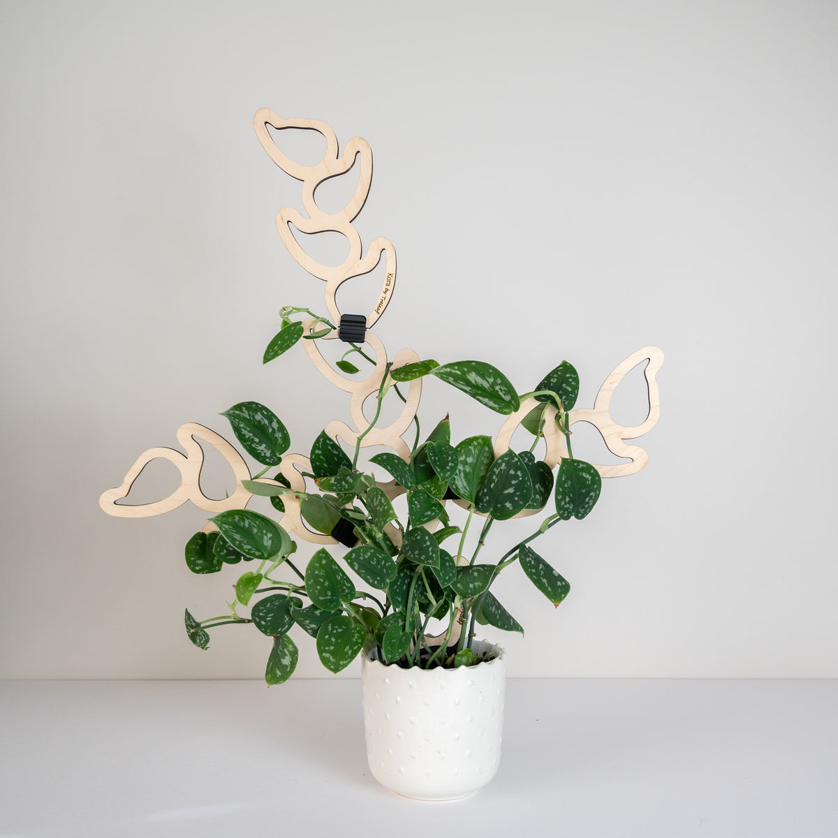 Kora modular wooden plant support for potted climbing houseplants with extendable design