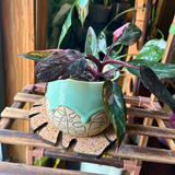 houseplant coaster made of cork with philodendron pink princess houseplant