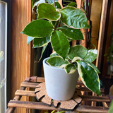 Cork houseplant coaster with hoya kerri plant in white pot