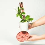 Lili pad inspired sausr in color green teracotta black with houseplant in white pot in hand