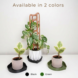 Three potted houseplants with treleaf wooden trellises and mia plant saucer in colors green, black on a white table, with text indicating availability in two colors.