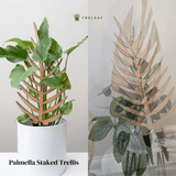 Palmella wooden plant stake supporting a scindapsus pictus