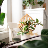 Peptrella trellis inspired by watermelon pepperomia plant supporting a variegated pink-and-cream Hoya plant in a white ceramic pot