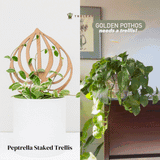 Plant trellis inspired by watermelon peperomia plant