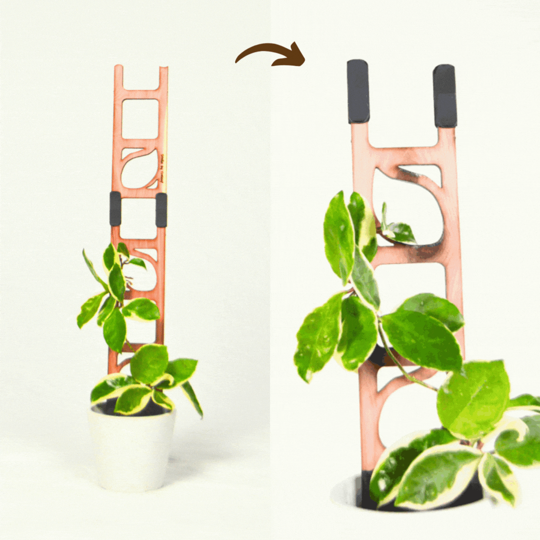 Cedarwood stella modualr ladder trellis with houseplant in white pot setup