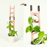 Cedarwood stella modualr ladder trellis with houseplant in white pot setup