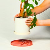 Teracotta lili sausr with rhapidaphora tetrasperma plant and zella trellis