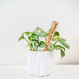 Celebration Stake - Writable stake for plant gift