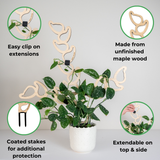Kora wooden plant support with clip on extensions, coated stakes, and extendable modular design for climbing plants