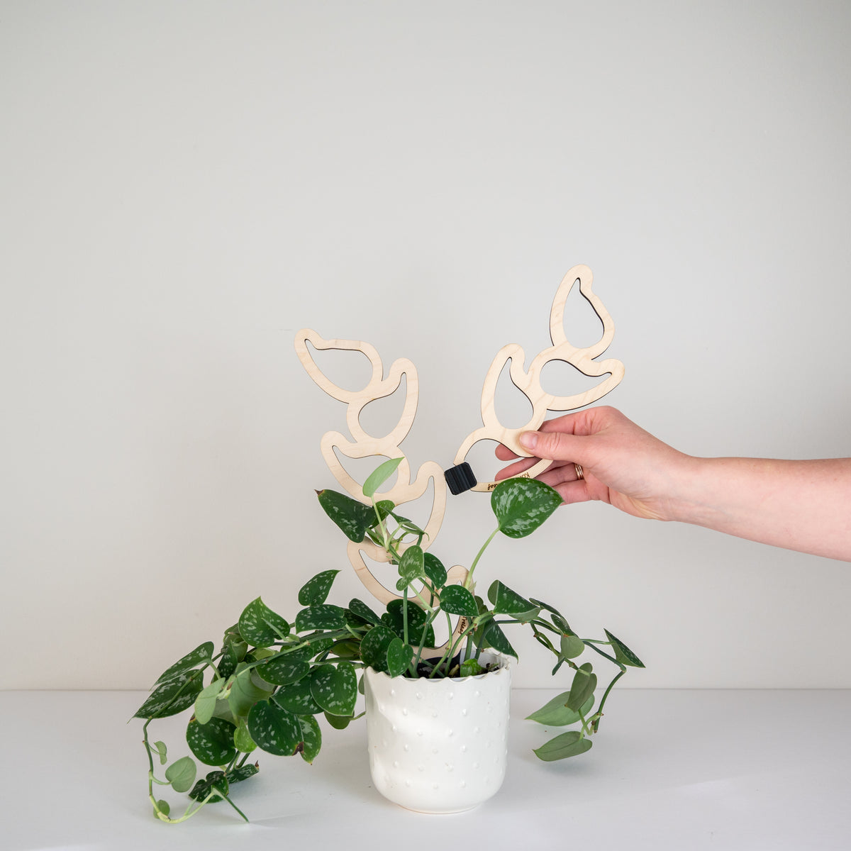 Hand using a clip on kora modular trellis extension on a plant against a light background