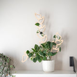 kora wooden modular trellis on Potted plant on a shelf against a white shelf