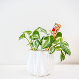 Celebration Stake - Writable stake for plant gift