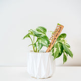 Celebration Stake - Writable stake for plant gift
