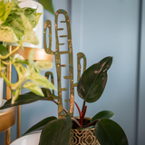 Cactrella supporting a philodendron plant in a decorative pot