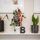 purple and red colored Monstrella trellis in a white pot sitting over the mantel supporting a satin pothos plant in a white pot