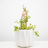 Free Miniature Treleaf® Trellis Sample Pack - ONLY FOR VERIFIED RETAILERS