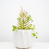 Free Miniature Treleaf® Trellis Sample Pack - ONLY FOR VERIFIED RETAILERS