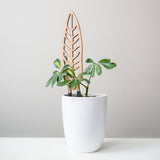 Wooden trellis with schefflera arboricola in a white pot