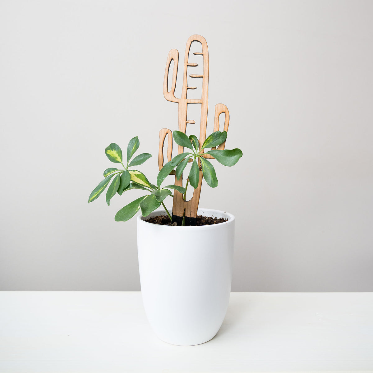 Cactrella - Plant trellis inspired by the Barrel Cactus