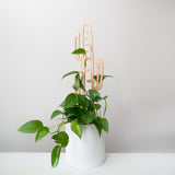 Cactrella - Plant trellis inspired by the Barrel Cactus