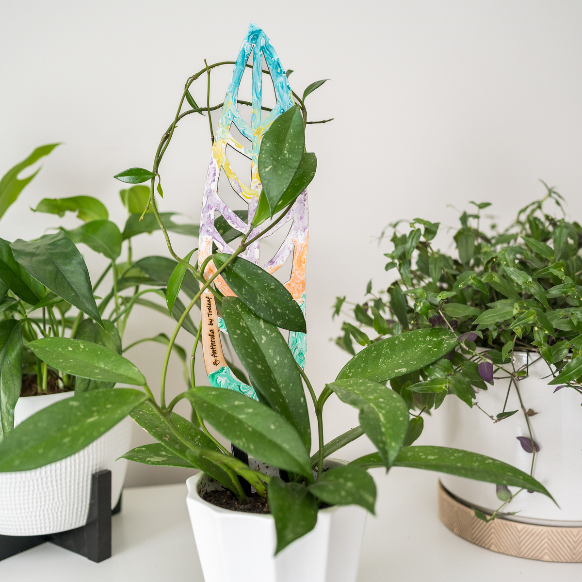 Painted Anthrulla trellis supporting a hoya lacunosa plant in a white pot.