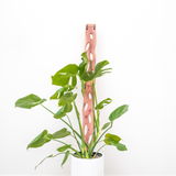 modular trellis with monstera deliciosa