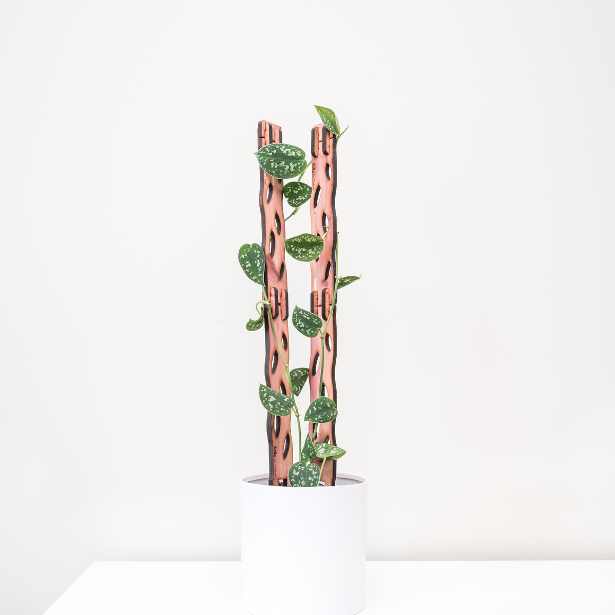 modular plant trellis with satin pothos