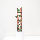 modular plant trellis with satin pothos