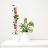 cedar plant stakes with scindapsus exotica and satin pothos