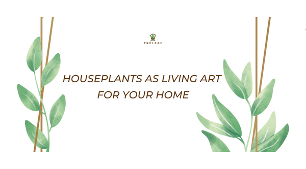 Houseplants as living art for your home