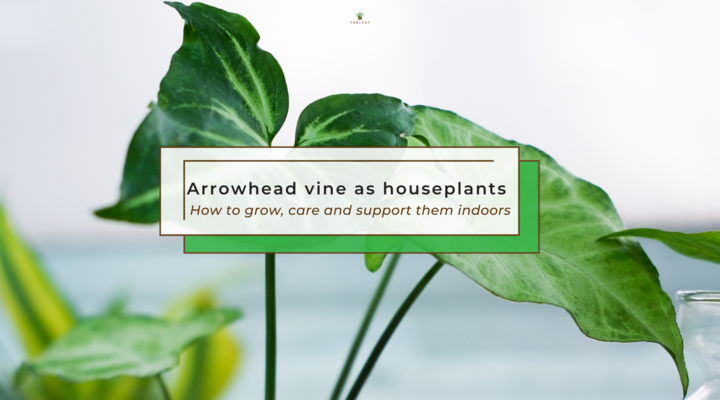 Arrowhead vine as houseplants: How to grow, care and support them indoor
