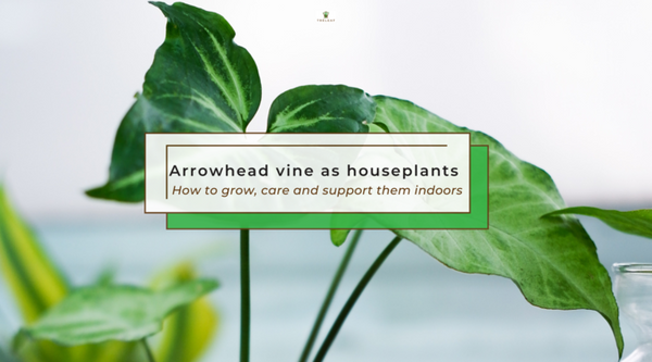 Arrowhead vine as houseplants: How to grow, care and support them indoor