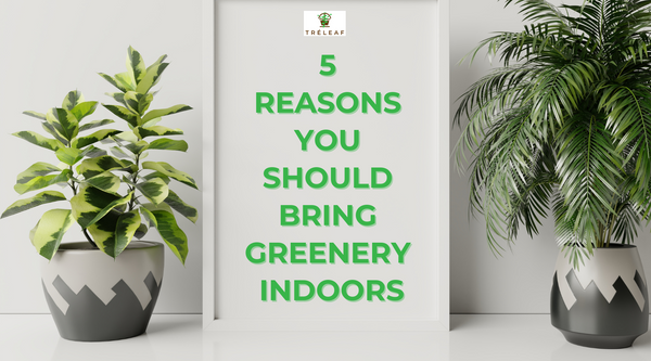 5 Reasons you should bring greenery indoors