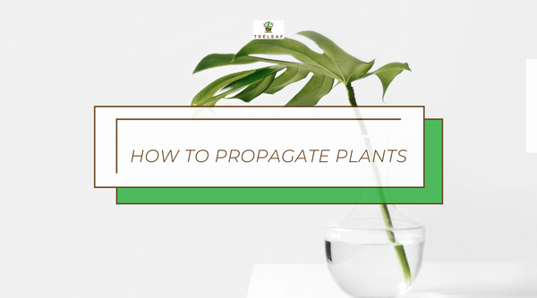 How to propagate Plants
